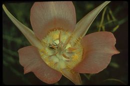 Image of sagebrush mariposa lily