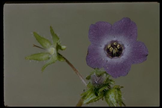 Image of blue fiestaflower