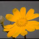 Image of common woolly sunflower