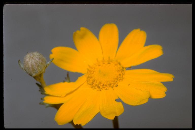 Image of common woolly sunflower