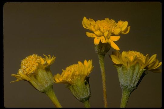 Image of yellow pincushion