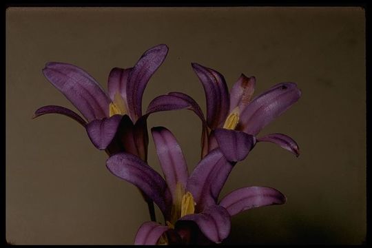 Sivun Brodiaea elegans Hoover kuva