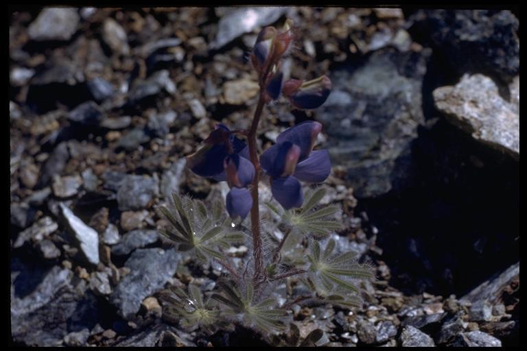 Lupinus spectabilis Hoover resmi