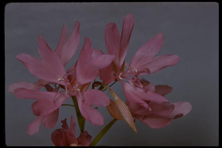 Plancia ëd Clarkia biloba (Dur.) A. Nels. & J. F. Macbr.