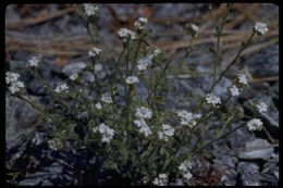 Слика од Cryptantha mariposae I. M. Johnst.