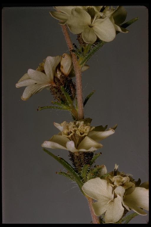 Image of sticky western rosinweed