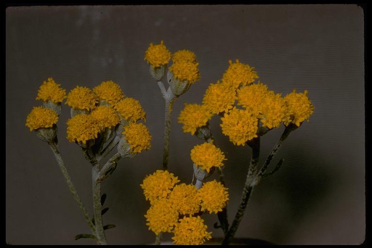 Image of golden-yarrow