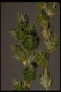 Image of Green-Sheath Sedge