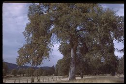 Image of blue oak