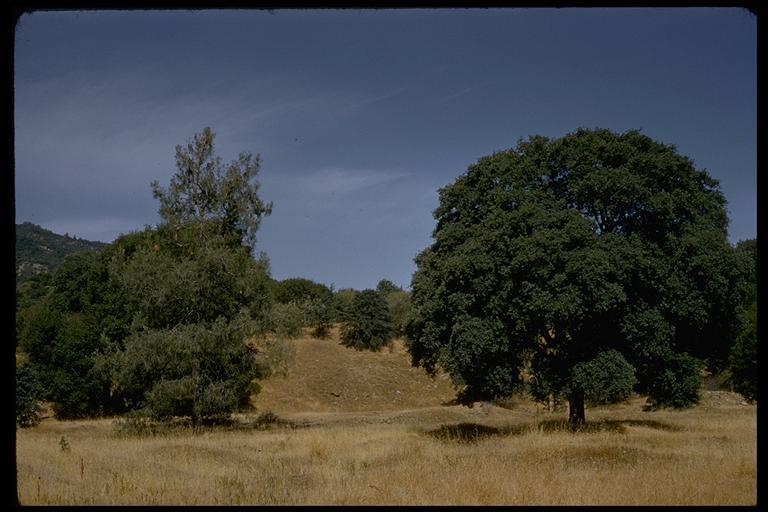 Image of interior live oak