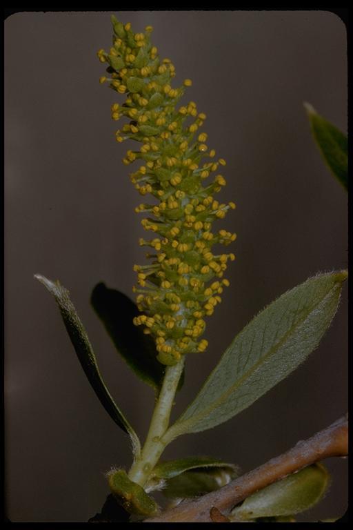 Image de Salix laevigata Bebb