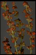 Rumex angiocarpus Murb.的圖片