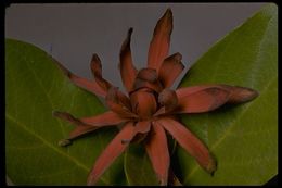 Image of western sweetshrub