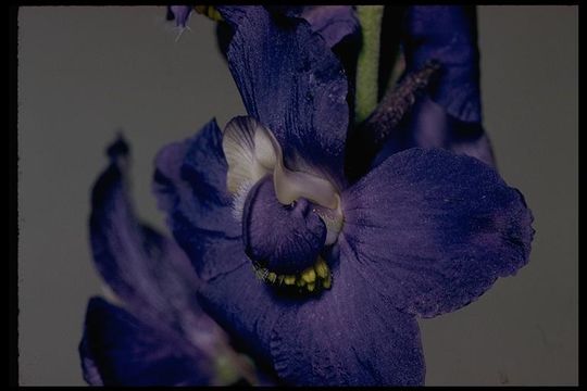 Image of royal larkspur