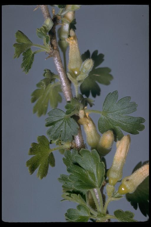 Image of rock gooseberry