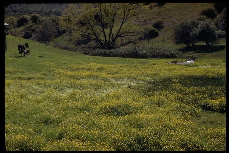 Image de Ranunculus californicus Benth.