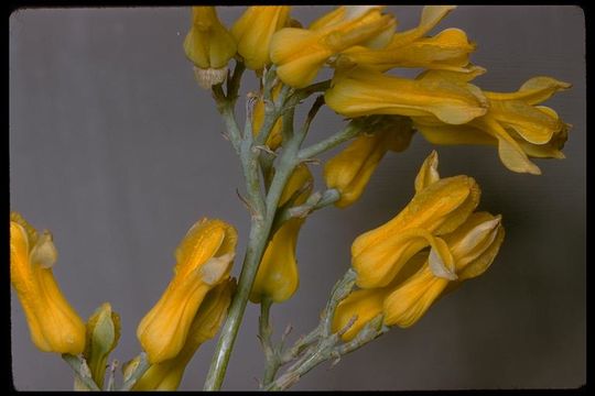 Imagem de Ehrendorferia chrysantha (Hook. & Arn.) J. Rylander