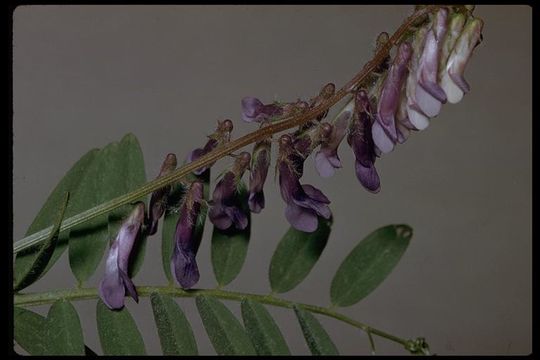 Image of <i>Vicia <i>villosa</i></i> ssp. villosa