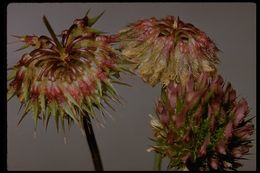 Слика од Trifolium ciliolatum Benth.