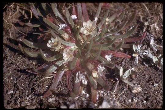 Image of alpine lewisia