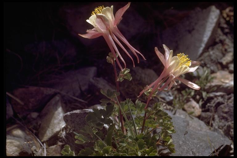 صورة Aquilegia pubescens Coville