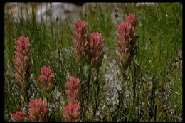 Image of Lemmon's Indian paintbrush