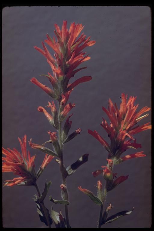 Image of wavyleaf Indian paintbrush