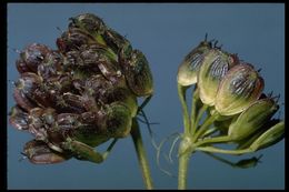 Image of American Cow-Parsnip