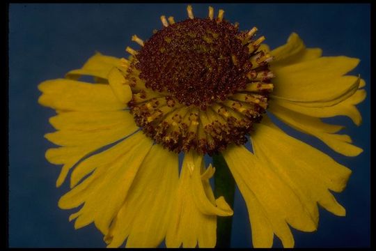 Image of Bigelow's sneezeweed