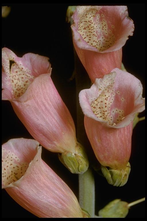 Image of Foxglove