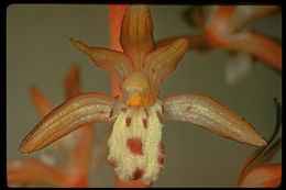 Image of Spotted coralroot