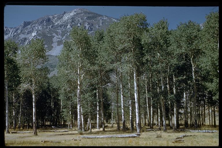 Image of quaking aspen