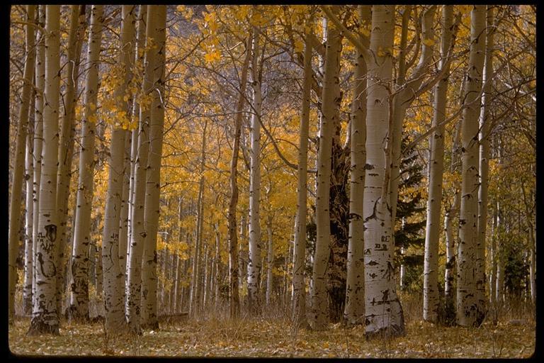 Image of quaking aspen