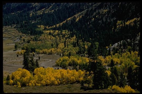 Image of quaking aspen