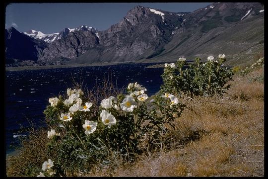 Image of flatbud pricklypoppy