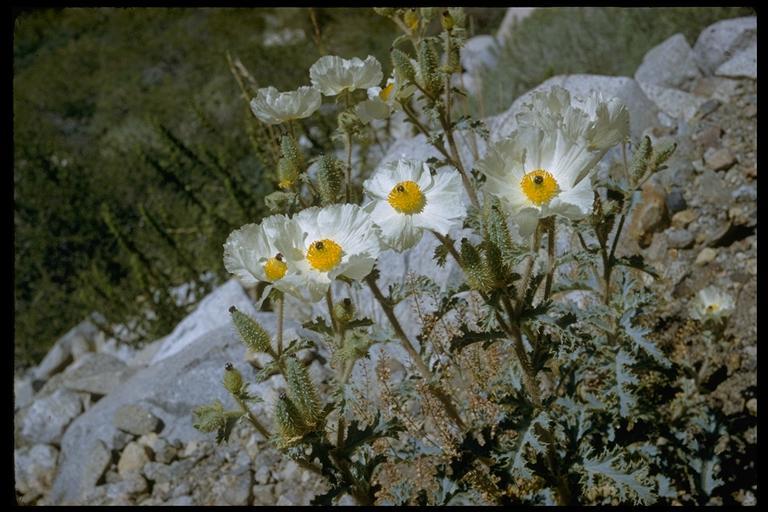 Image of flatbud pricklypoppy