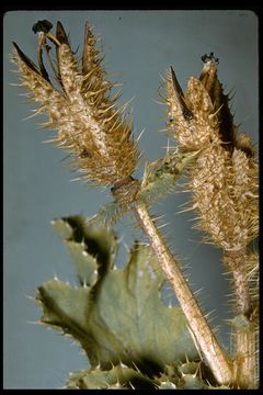 Image of flatbud pricklypoppy