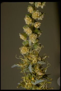 Image of flatspine bur ragweed