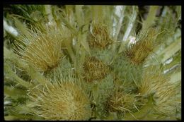 Image of meadow thistle