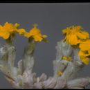 Syntrichopappus fremontii A. Gray resmi