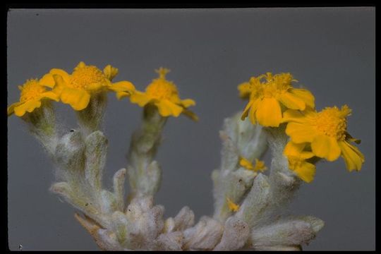 Image of yellowray Fremont's-gold