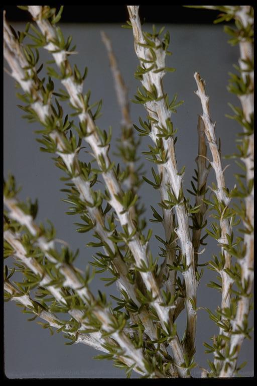 Sivun Tetradymia glabrata Torr. & A. Gray kuva