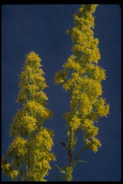 Image of <i>Solidago lepida</i> var. <i>salebrosa</i>