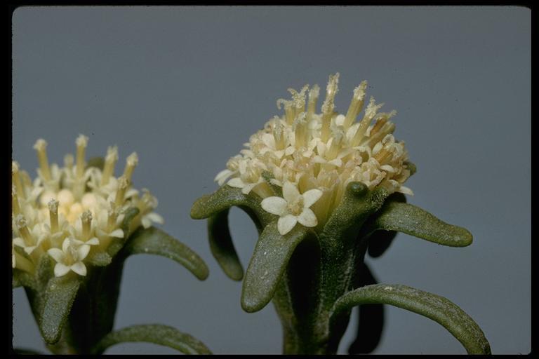 Image of fleshcolor pincushion