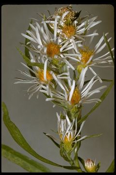 Image of western aster