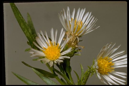 Image of western aster