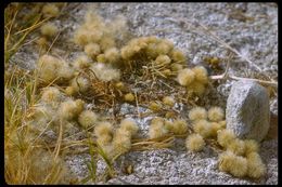 Image of short-rayed alkali aster