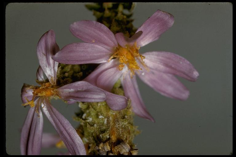 Imagem de Dieteria canescens var. leucanthemifolia (Greene) D. R. Morgan & R. L. Hartman