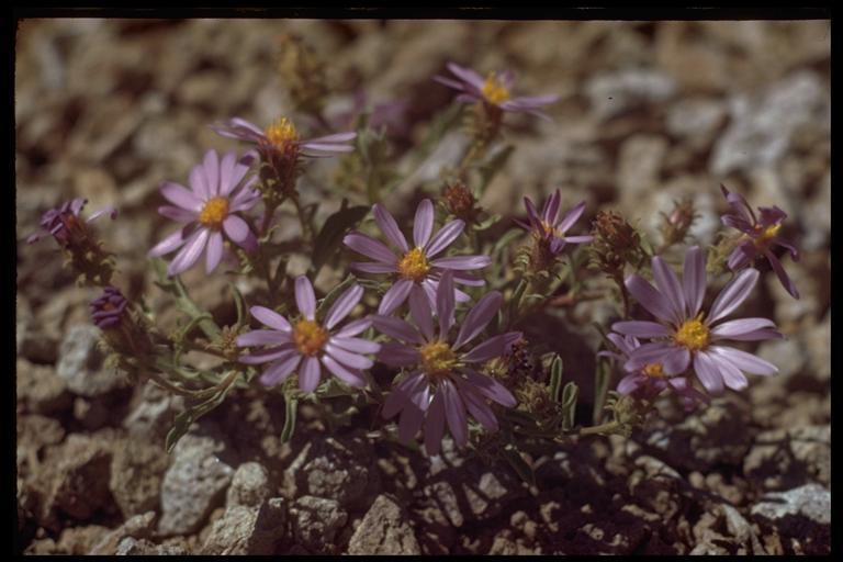 Imagem de <i>Dieteria canescens</i> var. <i>shastensis</i>