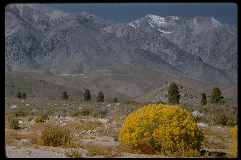 Image of rubber rabbitbrush